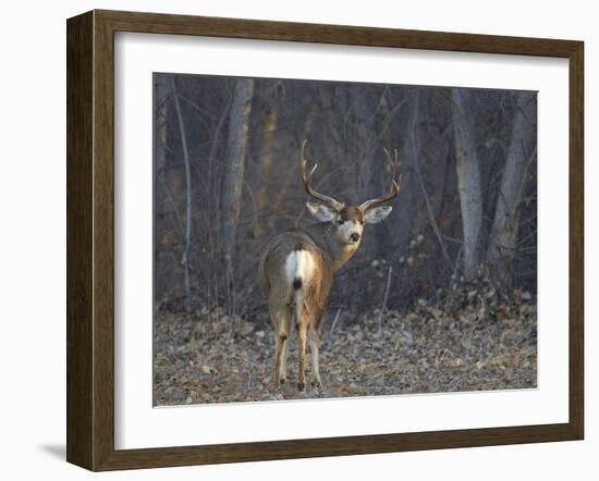 Mule Deer (Odocoileus Hemionus) Buck-James Hager-Framed Photographic Print