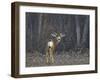Mule Deer (Odocoileus Hemionus) Buck-James Hager-Framed Photographic Print