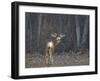 Mule Deer (Odocoileus Hemionus) Buck-James Hager-Framed Photographic Print