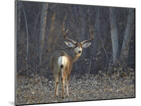 Mule Deer (Odocoileus Hemionus) Buck-James Hager-Mounted Photographic Print