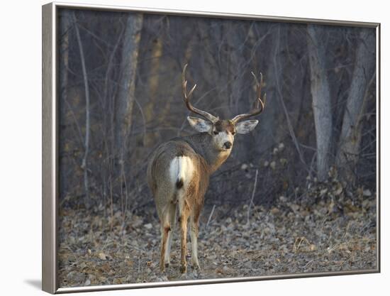 Mule Deer (Odocoileus Hemionus) Buck-James Hager-Framed Photographic Print