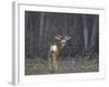 Mule Deer (Odocoileus Hemionus) Buck-James Hager-Framed Photographic Print