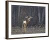 Mule Deer (Odocoileus Hemionus) Buck-James Hager-Framed Photographic Print