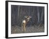 Mule Deer (Odocoileus Hemionus) Buck-James Hager-Framed Photographic Print