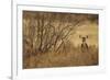 Mule Deer (Odocoileus hemionus) doe, standing in desert scrub, New Mexico, USA-Mark Sisson-Framed Photographic Print