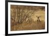 Mule Deer (Odocoileus hemionus) doe, standing in desert scrub, New Mexico, USA-Mark Sisson-Framed Photographic Print