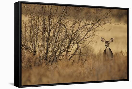 Mule Deer (Odocoileus hemionus) doe, standing in desert scrub, New Mexico, USA-Mark Sisson-Framed Stretched Canvas