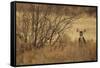 Mule Deer (Odocoileus hemionus) doe, standing in desert scrub, New Mexico, USA-Mark Sisson-Framed Stretched Canvas