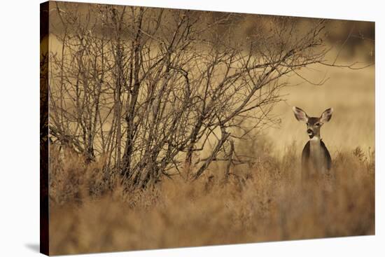 Mule Deer (Odocoileus hemionus) doe, standing in desert scrub, New Mexico, USA-Mark Sisson-Stretched Canvas