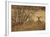 Mule Deer (Odocoileus hemionus) doe, standing in desert scrub, New Mexico, USA-Mark Sisson-Framed Photographic Print