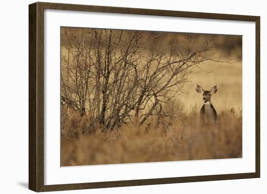 Mule Deer (Odocoileus hemionus) doe, standing in desert scrub, New Mexico, USA-Mark Sisson-Framed Photographic Print