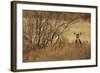 Mule Deer (Odocoileus hemionus) doe, standing in desert scrub, New Mexico, USA-Mark Sisson-Framed Photographic Print