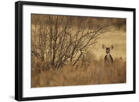 Mule Deer (Odocoileus hemionus) doe, standing in desert scrub, New Mexico, USA-Mark Sisson-Framed Photographic Print