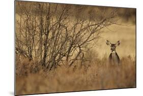 Mule Deer (Odocoileus hemionus) doe, standing in desert scrub, New Mexico, USA-Mark Sisson-Mounted Photographic Print