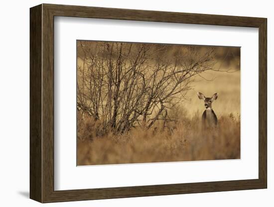 Mule Deer (Odocoileus hemionus) doe, standing in desert scrub, New Mexico, USA-Mark Sisson-Framed Photographic Print
