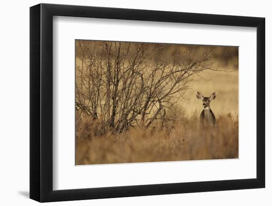 Mule Deer (Odocoileus hemionus) doe, standing in desert scrub, New Mexico, USA-Mark Sisson-Framed Photographic Print