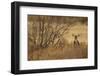 Mule Deer (Odocoileus hemionus) doe, standing in desert scrub, New Mexico, USA-Mark Sisson-Framed Photographic Print