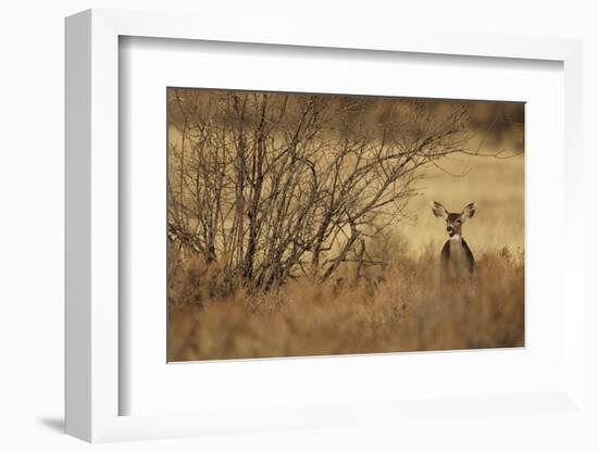 Mule Deer (Odocoileus hemionus) doe, standing in desert scrub, New Mexico, USA-Mark Sisson-Framed Photographic Print