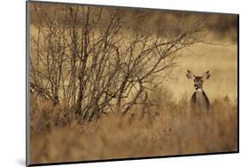 Mule Deer (Odocoileus hemionus) doe, standing in desert scrub, New Mexico, USA-Mark Sisson-Mounted Photographic Print