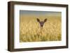 Mule deer (Odocoileus hemionus) in long grass, Madison Mountains, Montana, USA-Phil Savoie-Framed Photographic Print