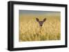 Mule deer (Odocoileus hemionus) in long grass, Madison Mountains, Montana, USA-Phil Savoie-Framed Photographic Print