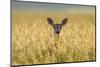 Mule deer (Odocoileus hemionus) in long grass, Madison Mountains, Montana, USA-Phil Savoie-Mounted Photographic Print