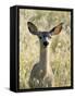 Mule Deer, Odocoileus Hemionus, Ucsc Campus Natural Reserve, Santa Cruz, California, Usa-Paul Colangelo-Framed Stretched Canvas