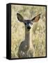Mule Deer, Odocoileus Hemionus, Ucsc Campus Natural Reserve, Santa Cruz, California, Usa-Paul Colangelo-Framed Stretched Canvas