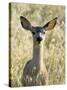 Mule Deer, Odocoileus Hemionus, Ucsc Campus Natural Reserve, Santa Cruz, California, Usa-Paul Colangelo-Stretched Canvas