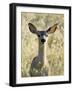Mule Deer, Odocoileus Hemionus, Ucsc Campus Natural Reserve, Santa Cruz, California, Usa-Paul Colangelo-Framed Photographic Print