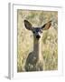 Mule Deer, Odocoileus Hemionus, Ucsc Campus Natural Reserve, Santa Cruz, California, Usa-Paul Colangelo-Framed Photographic Print