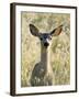 Mule Deer, Odocoileus Hemionus, Ucsc Campus Natural Reserve, Santa Cruz, California, Usa-Paul Colangelo-Framed Photographic Print