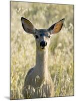 Mule Deer, Odocoileus Hemionus, Ucsc Campus Natural Reserve, Santa Cruz, California, Usa-Paul Colangelo-Mounted Photographic Print