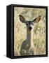 Mule Deer, Odocoileus Hemionus, Ucsc Campus Natural Reserve, Santa Cruz, California, Usa-Paul Colangelo-Framed Stretched Canvas