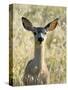 Mule Deer, Odocoileus Hemionus, Ucsc Campus Natural Reserve, Santa Cruz, California, Usa-Paul Colangelo-Stretched Canvas