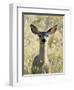 Mule Deer, Odocoileus Hemionus, Ucsc Campus Natural Reserve, Santa Cruz, California, Usa-Paul Colangelo-Framed Photographic Print