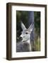 Mule Deer (Odocoileus Hemionus) with Open Mouth-Eleanor-Framed Photographic Print