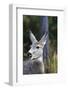 Mule Deer (Odocoileus Hemionus) with Open Mouth-Eleanor-Framed Photographic Print