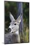 Mule Deer (Odocoileus Hemionus) with Open Mouth-Eleanor-Mounted Photographic Print