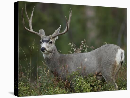 Mule Deer, Yellowstone National Park, Wyoming, USA-Joe & Mary Ann McDonald-Stretched Canvas