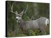 Mule Deer, Yellowstone National Park, Wyoming, USA-Joe & Mary Ann McDonald-Stretched Canvas