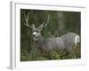 Mule Deer, Yellowstone National Park, Wyoming, USA-Joe & Mary Ann McDonald-Framed Photographic Print