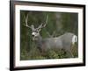 Mule Deer, Yellowstone National Park, Wyoming, USA-Joe & Mary Ann McDonald-Framed Photographic Print