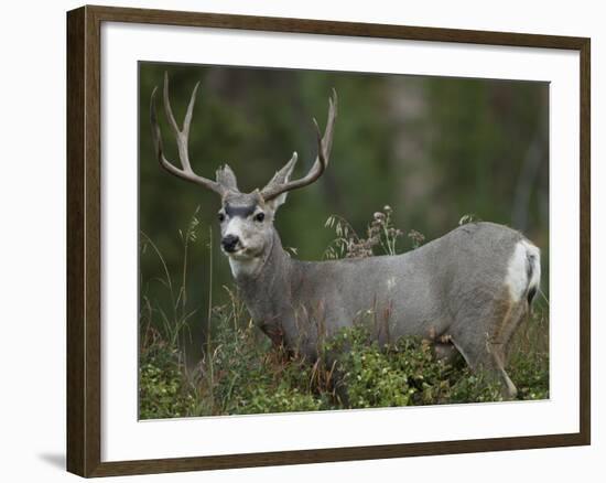 Mule Deer, Yellowstone National Park, Wyoming, USA-Joe & Mary Ann McDonald-Framed Photographic Print