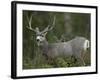 Mule Deer, Yellowstone National Park, Wyoming, USA-Joe & Mary Ann McDonald-Framed Photographic Print