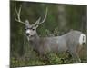 Mule Deer, Yellowstone National Park, Wyoming, USA-Joe & Mary Ann McDonald-Mounted Photographic Print