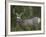 Mule Deer, Yellowstone National Park, Wyoming, USA-Joe & Mary Ann McDonald-Framed Photographic Print