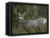 Mule Deer, Yellowstone National Park, Wyoming, USA-Joe & Mary Ann McDonald-Framed Stretched Canvas