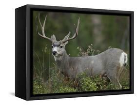 Mule Deer, Yellowstone National Park, Wyoming, USA-Joe & Mary Ann McDonald-Framed Stretched Canvas