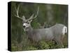 Mule Deer, Yellowstone National Park, Wyoming, USA-Joe & Mary Ann McDonald-Stretched Canvas